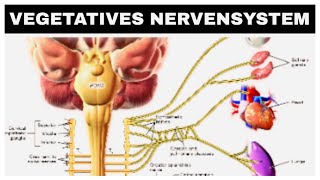 Vegetatives Nervensystem Sympathikus Parasympathikus kurze Erklärung [upl. by Dewie]