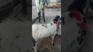 BAKRA FOR SALE IN SARGODHA  ANIMAL 2023 SARGODHA MEIN BAKRA MANDI BAKRA BRAY FROKHT BAKRA RATES [upl. by Ellehcear]