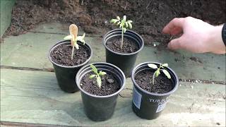 How To Grow Tomatoes On A Windowsill Part 1 Sowing Seeds [upl. by Zeugirdor]