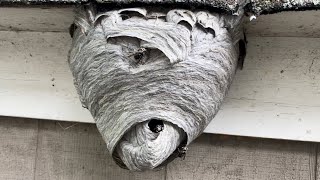 Bald face hornet nest amazing results with drione [upl. by Nuj893]