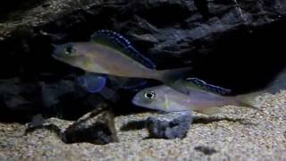 Xenotilapia spilopterus quotMabilibiliquot [upl. by Ajram]