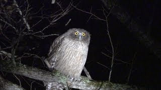 北海道のシマフクロウ Blakistons fish owl shot on SONY NEX FS700 [upl. by Hgielah]