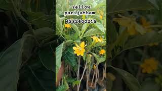 Yellow parijatham flower plant available [upl. by Gorton]