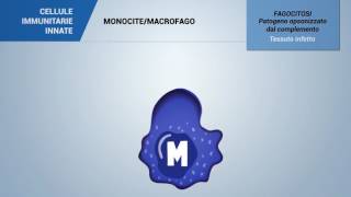 MONOCITE  MACROFAGO [upl. by Sneve414]