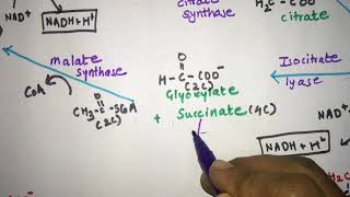 Glyoxylate cycle Glyoxylate pathway explained with structures Pass the NEET NET GATE UPSC [upl. by Perlie769]