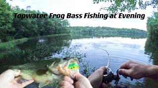 Topwater Frog Bass Fishing at Evening [upl. by Delfeena652]