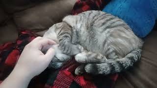 Why This Cat is Rolling While Being Petted [upl. by Ume372]