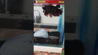 ☺️Betta Fish Breeding Process  Betta fish breeding [upl. by Nuawad]