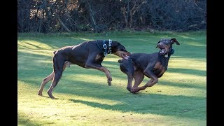 Funny Doberman Playing Compilation [upl. by Reltuc]