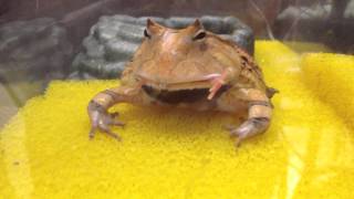 霸王角蛙食蛙2 Surinam Horned Frog Eats Live Frog [upl. by Bourgeois190]