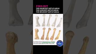 Which is the longest metatarsal shortest metatarsal bulkiest metatarsal shorts metatarsals [upl. by Sillert]