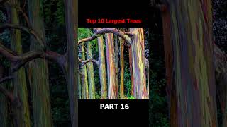 10 BIGGEST Trees in the World Part 16 [upl. by Aik]