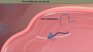 Polio Virus Life Cycle HD Animation [upl. by Doig]