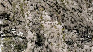 Pearly white Pear blossoms cover Paro valley in Bhutan [upl. by Dodi]