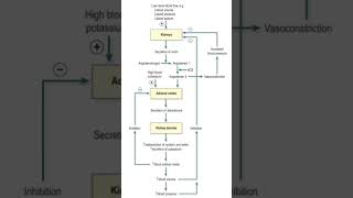 reninangiotensinaldosterone system flow chart neetmedicalRAASneetexampharmacyytshorts [upl. by Flavius]