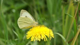 Bělásek zelný  Pieris brassicae [upl. by Oilut]