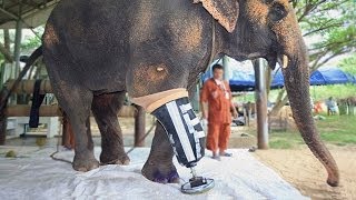 Elephant Gets Artificial Leg [upl. by Sartin]