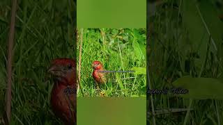 Pine Grosbeak indulging on some dandelion thedoobiebrothers listentothemusic [upl. by Elianore]