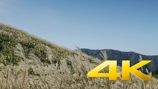 Sengokuhara Pampas Grass Field  Kanagawa  仙石原すすき草原  4K Ultra HD [upl. by Tedder]