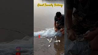 Giant Trevally Fishing 🐠🐟 fishing gainttrevally fishinglife fishinglovers fishingvideos [upl. by Atekihc]