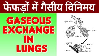 फेफड़ों में गैसीय विनिमयGaseous exchange in lungs  फेफड़ों में गैसों का आदान प्रदान  Biology [upl. by Ongun]