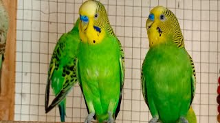 3 Hr Budgies Chirping Talking Singing Parakeets Sounds Reduce Stress  Relax to Nature Bird Sounds [upl. by Notyalc]