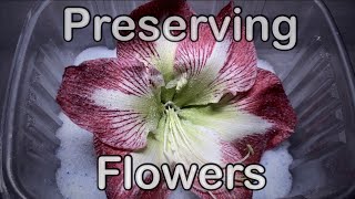 Drying and preserving flowers with silica gel crystals  flower time lapse [upl. by Ahseit]