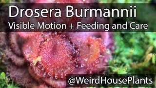 Drosera Burmannii Plant Feeding  Care and motion in real time [upl. by Klayman]