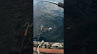 Shore jigging Light tackle halibut [upl. by Adebayo148]