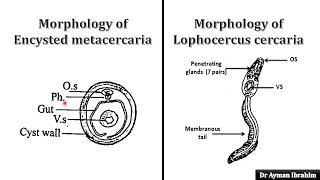 Para 3 Heterophyes DrAyman Ibrahim kasr 309 [upl. by Nichy]