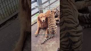 Golden retriever that raised five tigers as her own and now stays in zoo with them as theyre older [upl. by Ophelia633]