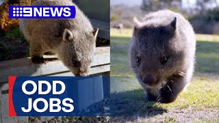 Tasmania hiring wombat walker in bid to attract tourists  9 News Australia [upl. by Shiroma]