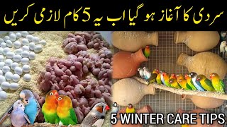 5 Winter Tips For All Birds  BudgiesLovebirds winter care  Mujeeb Birds Breeding [upl. by Garihc]