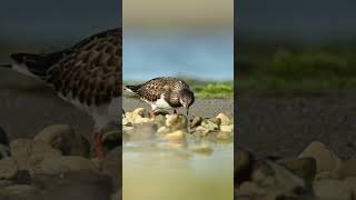 Kivirullija Arenaria interpres Ruddy Turnstone  Eesti linnud [upl. by Gniliem]