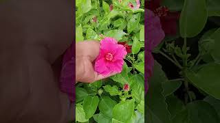 The golden nursery shortvideo gardenplants flower plant ☘️ [upl. by Odama]