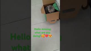 CutieCat lying insideVF BebskiesChannel taburnay share like cat love support fyp trending [upl. by Nica]