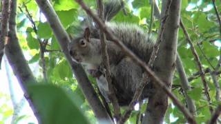 Crazy Squirrel SCREAMING Sound On [upl. by Aria]