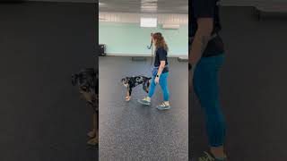 This Leash Trick Changed Everything [upl. by Nylhtac]