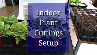 Indoor Setup for Plant Cuttings Propagation [upl. by Aicela206]