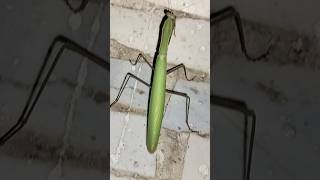 The giant falseleaf katydid Pseudophyllshorts short grasshopper funny viralvideo [upl. by Soo]