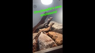 Building the new chuckwalla enclosure and introducing them together [upl. by Noy]