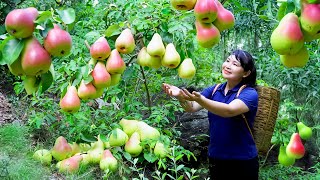 How to Harvest Pear goes To Market Sell  Harvesting and Cooking Tieu Vy Daily Life [upl. by Farmelo400]