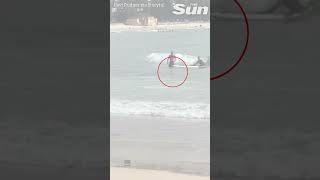 HUGE shark lurks up close to unsuspecting swimmers on Sydney beach [upl. by Esetal]