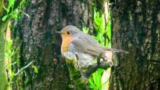 Kernbeißer Spatz und Co  bunte heimische Vogelwelt [upl. by Ahtamas194]