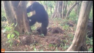 Why do chimpanzees throw stones at trees [upl. by Nett]