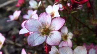 Saxifraga bryoides [upl. by Haissi658]