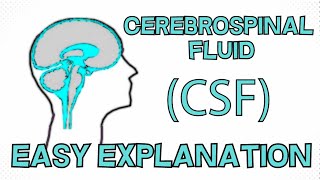 Cerebrospinal Fluid CSF explained in 3 Minutes  Function Composition Circulation [upl. by Hollyanne]