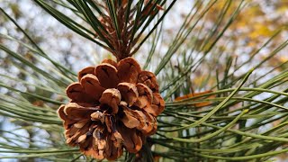 Pine cone flower tree eppudaina chusara [upl. by Cohdwell]