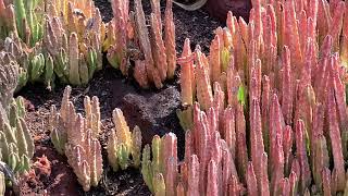 Why This Stapelia Stinks [upl. by Yttam]