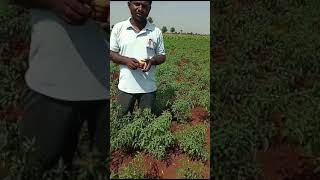 Gen Bullet 100ml Per Acre for all crops [upl. by Enilorac]